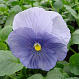 Виола крупноцветковая Селло Пьюр Лайт Блю Виола крупноцветковая Селло Пьюр Лайт Блю
