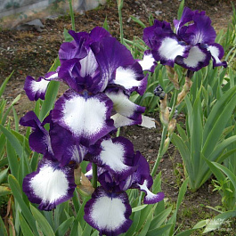 Ирис бородатый Гоуинг Май Вей