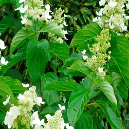 Гортензия метельчатая Papillon