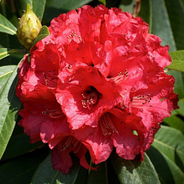 Рододендрон гибридный Бузуки