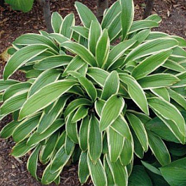 Хоста прямолистная Хионеа