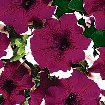 Петуния грандифлора Дримс Бургунди Пикоти