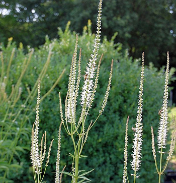 Вероникаструм виргинский Диана