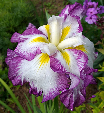 Ирис японский Лайт эт Дон НАБОР 2ШТ (1+1)