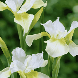 Ирис сибирский Moon Silk