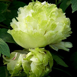 Пион древовидный Зеленые Бобы Пион древовидный Зеленые Бобы