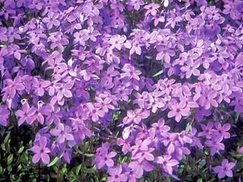 Флокс столоносный Purpurea