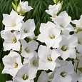 Гладиолус White Prosperity