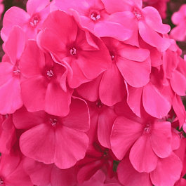 Флокс метельчатый Алина