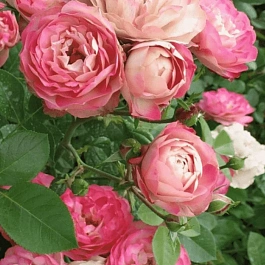 Роза Флорибунда Acropolis