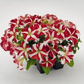 Петуния грандифлора Саксесс 360° Ред Стар