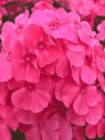 Флокс метельчатый Алина