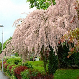 Тамарикс четырехтычинковый Африкана