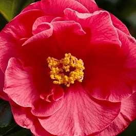 Камелия японская  Dr. King