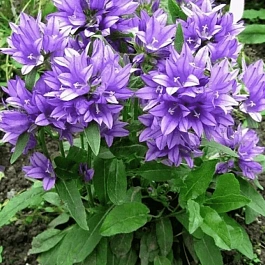 Колокольчик скученный Acaulis