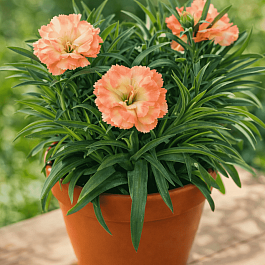 Гвоздика Super Trouper Sorbet