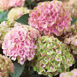 Гортензия крупнолистовая Мэджикал Революшн XXL Гортензия крупнолистовая Мэджикал Революшн XXL