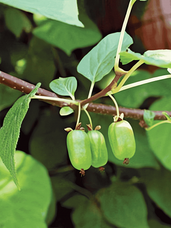 Актинидия коломикта Клара Цеткин