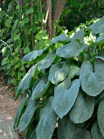 Хоста Зибольда Elegans