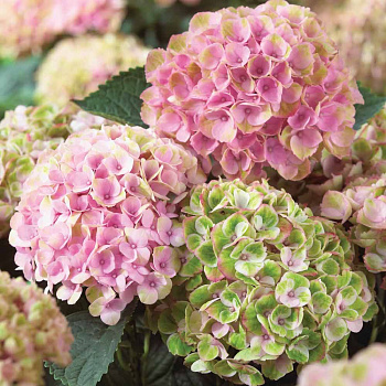 Гортензия крупнолистовая Мэджикал Революшн XXL Гортензия крупнолистовая Мэджикал Революшн XXL