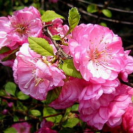 Миндаль трехлопастной Розенмунд