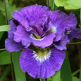 Ирис сибирский Кабум НАБОР 2ШТ (1+1)