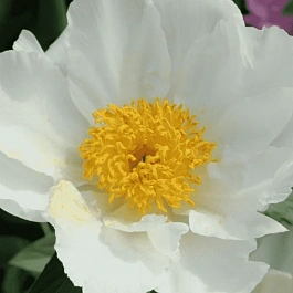 Пион Молочноцветковый White Wings