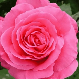 Роза чайно-гибридная  Susan Hampshire