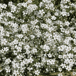 Гипсофила ползучая