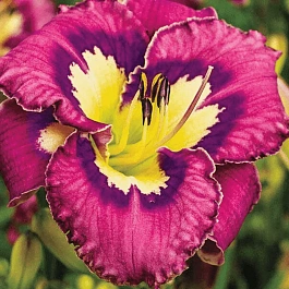 Лилейник Catcher in the Eye