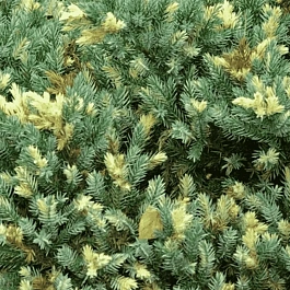 Можжевельник чешуйчатый Floreant