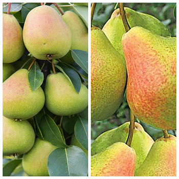 Дерево-сад (2-3х летка) груша 2 сорта Чижовская-Ириста