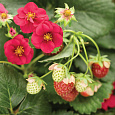 Земляника садовая Гирлянда