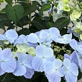 Гортензия гибридная French Bolero Blue