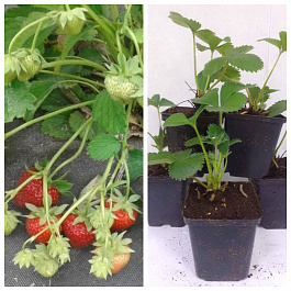 Земляника садовая Лималексия НАБОР 5ШТ