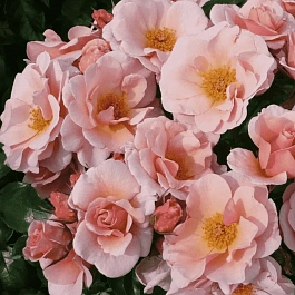 Роза плетистая Checkmate