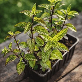 Мята арвенсис "Таи"