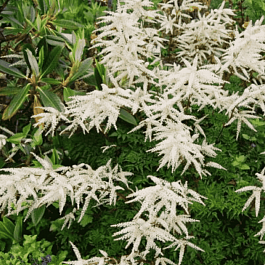 Волжанка двудомная Kneiffii