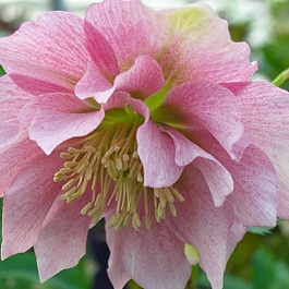 Морозник восточный Pink double