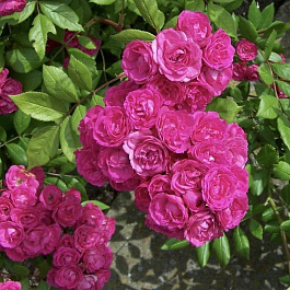 Роза мускусные гибриды Динки Роза мускусные гибриды Динки