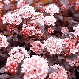 Пузыреплодник калинолистный Little Joker