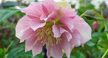 Морозник восточный Pink double