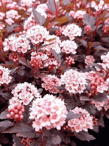 Пузыреплодник калинолистный Little Joker