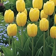Тюльпан Novi Sun