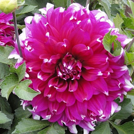 Георгина Декоративная Ярра Фоллс