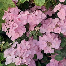 Гортензия гибридная French Bolero Pink