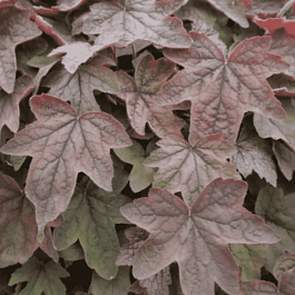 Гейхерелла Art Deco