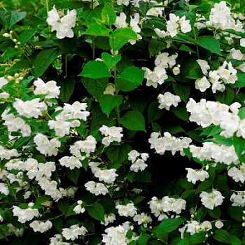 Жасмин садовый Помпон