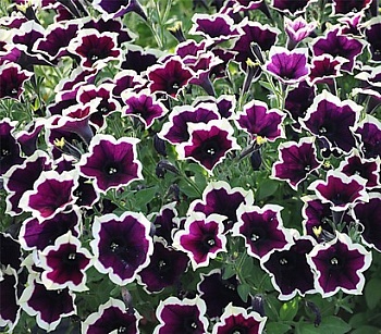Петуния Cascadias Rim Magenta