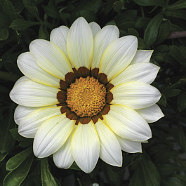 Газания Биг Кисс Вайт